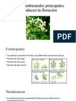 Factores Ambientales Principales Que Inducen La Floración