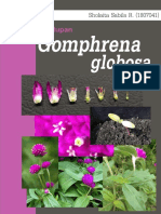 Perikehidupan Gomphrena Globosa (Sholaita B18) PDF