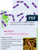 Bacillus