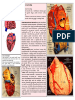 LP 15 VASCULARIZATIA CORDULUI PERICARDUL.pdf