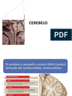 CEREBELO