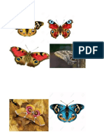 Para empezar MARIPOSAS