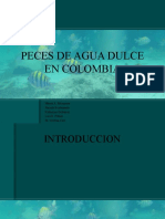 Peces de Agua Dulce en Colombia