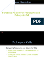 4 Functional Anatomy of Prokaryotic and Eukaryotic Cells