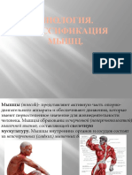 Миология.Классификация мышц