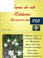 Floarea de Colt Edelweiss