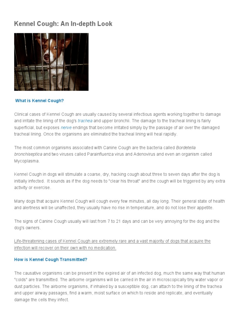 Kennel Cough An InDepth Look PDF Cough Vaccination