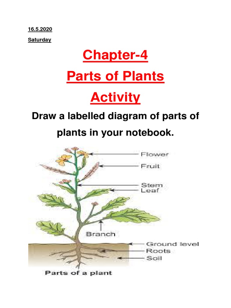 Chapter 4 - Activity 16.5.2020 | PDF