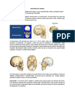 Anatomia Del Craneo CRANEO. El Cráneo Es El Esqueleto de La Cabeza, Es Una Caja Destinada A Alojar y Proteger La Parte