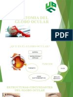 Anatomia Del Globo Ocular