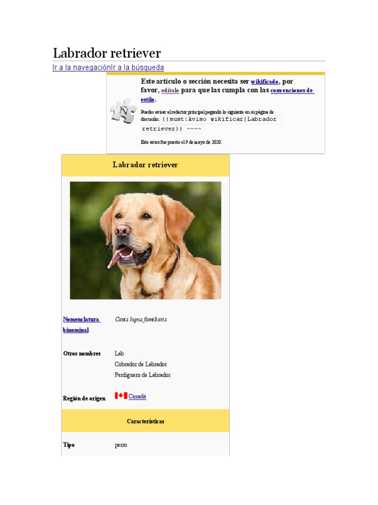 Labrador Retriever | PDF | Labrador retriever | Perros