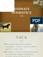 Animale Domestice Ione