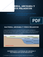 Bacteria, Archaea y Virus Pelagicos