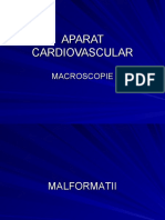 macroscopie aparat cardiovascular bun b