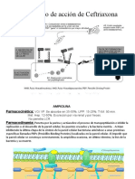 Mecanismos de acción de antibióticos comunes