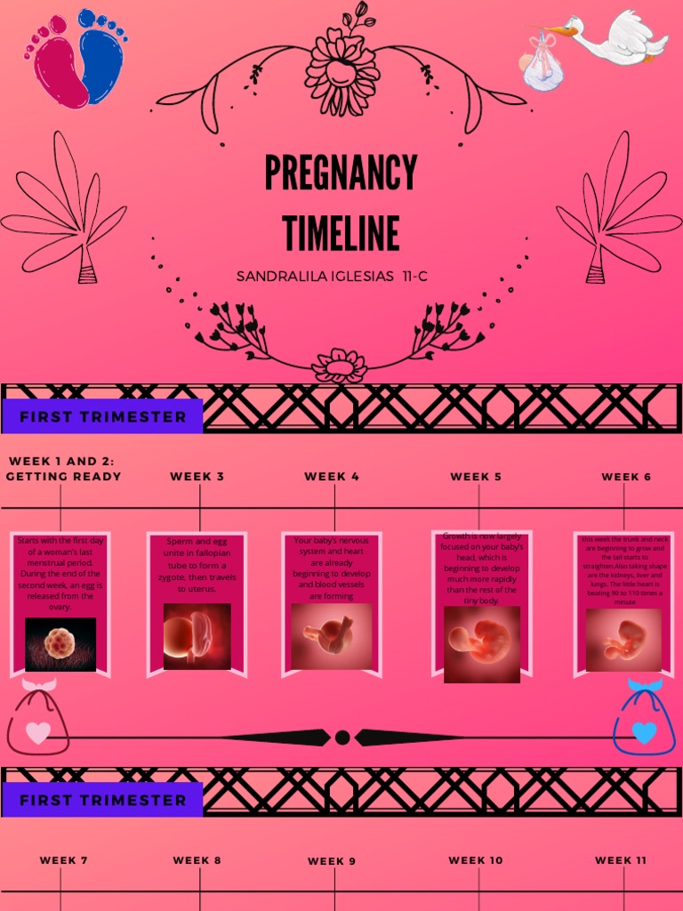 Pregnancy Timeline: Sandralila Iglesias 11-C | PDF | Anatomical Terms ...