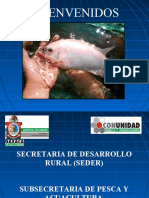 Cursodetilapia 130401204549 Phpapp01
