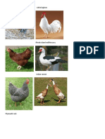 Breeds of chickens, ducks and geese