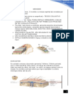 Meninges e Ventriculos