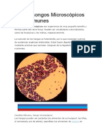 Grupal Hongos Microscopicos