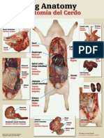 Pig Anatomy Poster