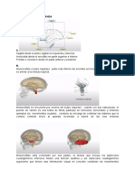 Estructuras y funciones del encéfalo humano