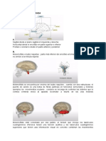 Taller Cerebrin