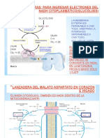 Tema 50-Fase Oxidativa PDF