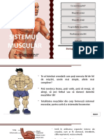 Sistemul Muscular