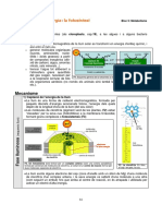 Fotosíntesi PDF