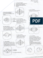 Mitosis and Meosis