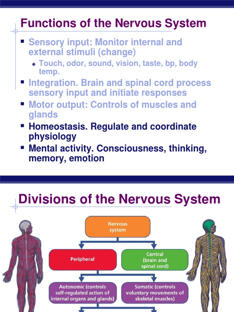 Functions and Structure of the Nervous System | PDF | Chemical Synapse ...