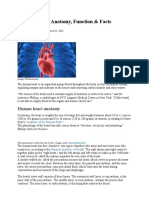 Human Heart: Anatomy, Function & Facts