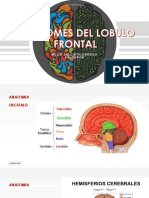 Sindromes Del Lobulo Frontal