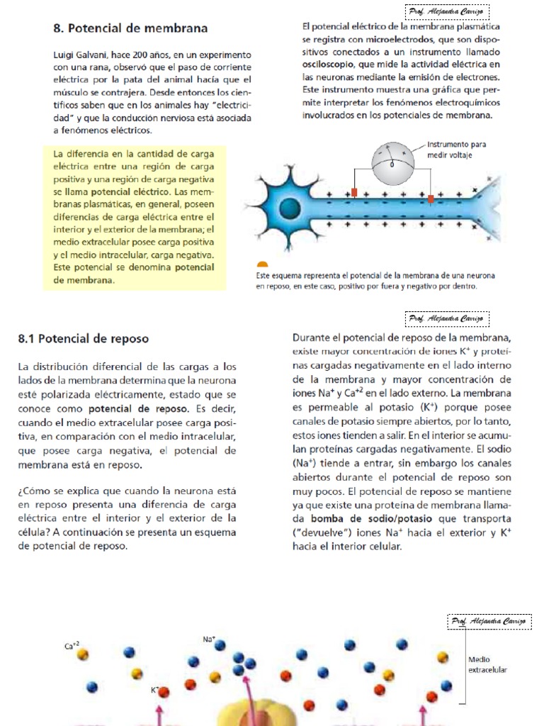 Impulso Nervioso y Sinapsis Neuronal | PDF | Sinapsis | Potencial de acción