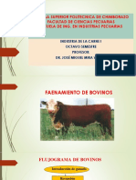 Faenamiento Bov. 2