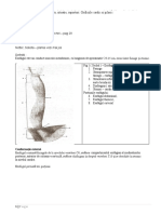 II.9. Esofagul Abdominal - Limite, Situatie, Raporturi. Orificiile Cardic Si Piloric