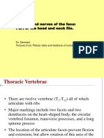 Vessels and Nerves of The Face: Part of The Head and Neck File