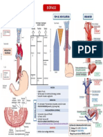 Esófago. Anatomía