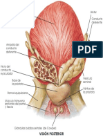 Próstata. Vista Posterior (Netter 7ma Ed. HD Traducido)