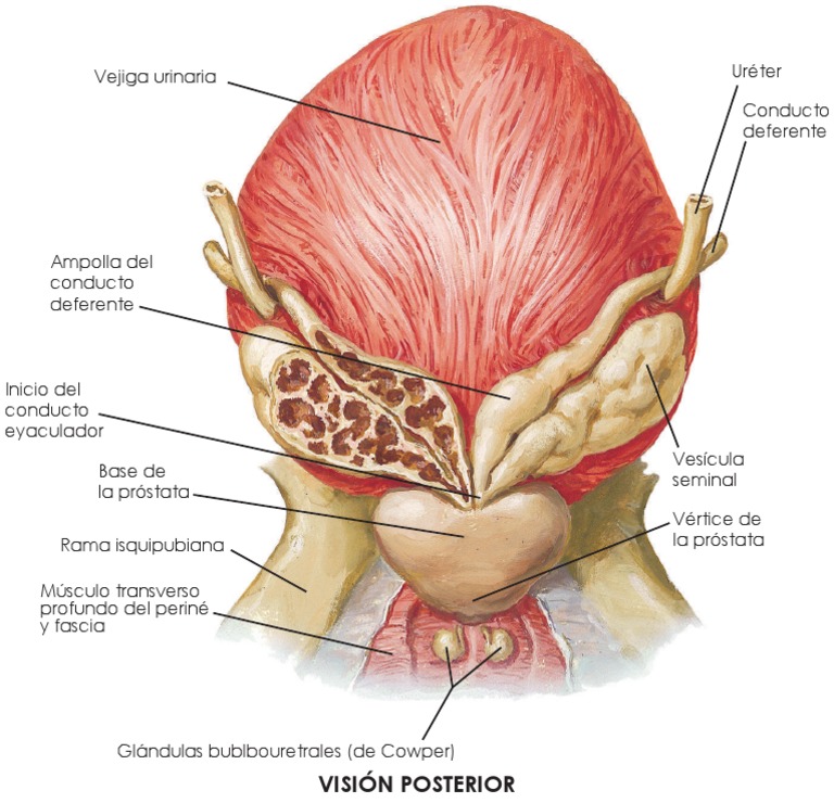 Próstata. Vista Posterior (Netter 7ma Ed. HD Traducido) | PDF ...