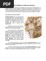Download Sistema Nervioso Central Tronco Cerebral by Natalia Vallejos Garca SN46298981 doc pdf