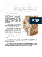 Sistema Nervioso Central. Tronco Cerebral