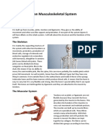 The Human Muscoloskeletal System