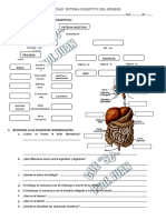 ACTIVIDAD SISTEMA DIGESTIVO