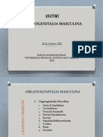 Genetalia Masculina dr.Sutara.pptx