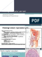 Lecture Ama - Histologi Genitalia Laki-Laki 2018 PDF