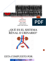 Universidad Del Tolima Sistema Renal