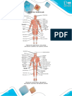 Galería Morfofisiología PDF