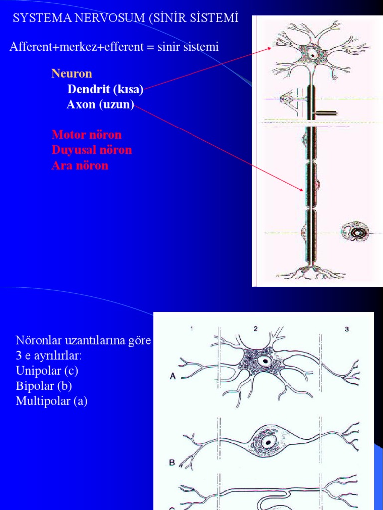 Sinir Sistemi 1 | PDF